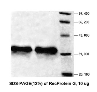 Protein G, Unconjugated