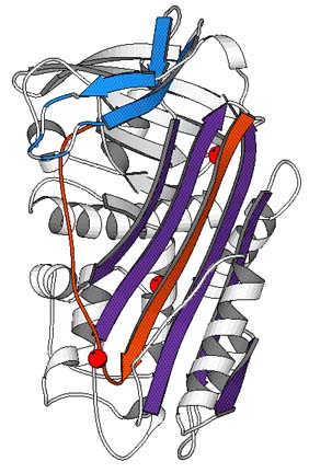 PAI-1 Structure