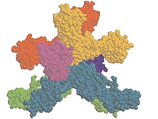 Interleukin-6 Receptor Structure Interleukin-6 Receptor Structure