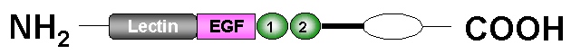 L-Selectin Structure