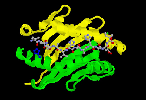 OVA Peptide Structure OVA Peptide Structure