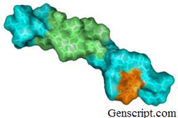 GLP-1 Structure GLP-1 Structure