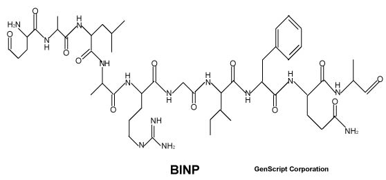 BINP stucture BINP stucture
