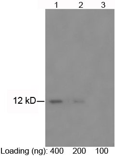 Mouse Anti Thioredoxin (TRX) (monoclonal) Western Blot Mouse Anti Thioredoxin (TRX) (monoclonal) Western Blot