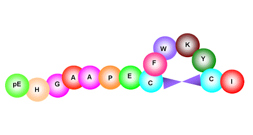 Urotensin II--Mouse Structure Urotensin II--Mouse Structure