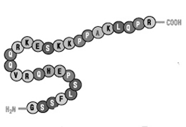 Ghrelin, rat Structure Ghrelin, rat Structure