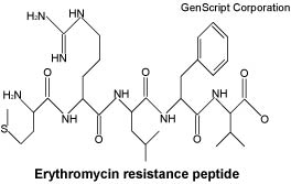 E-peptides structure