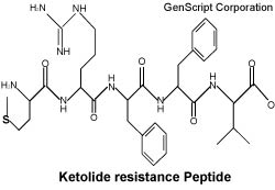 Ketolide resistance Peptide structure