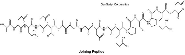 Joining Peptide structure