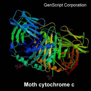 Moth cytochrome c structure Moth cytochrome c structure