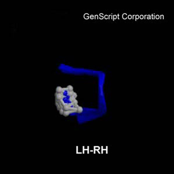 LH-RH structure