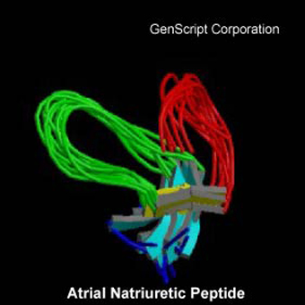 Thr-Ala-Pro-Arg-Atrial Natriuretic Peptide structure Thr-Ala-Pro-Arg-Atrial Natriuretic Peptide structure