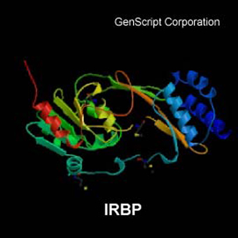 Interphotoreceptor Retinoid Binding Protein structure Interphotoreceptor Retinoid Binding Protein structure