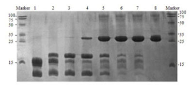 Digestion of Thioredoxin-NP-27 fusion protein with Porcine EK Digestion of Thioredoxin-NP-27 fusion protein with Porcine EK