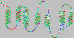 Galanin Structure Galanin Structure