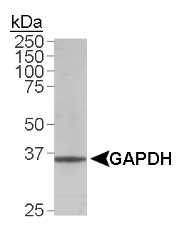 293 lysates staing with anti-GADPH