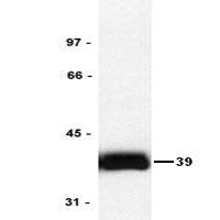 K562 lysate Western with anti-CrkL