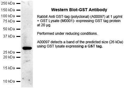 GST Antibody Western Blot