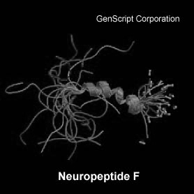 Neuropeptide F structure Neuropeptide F structure