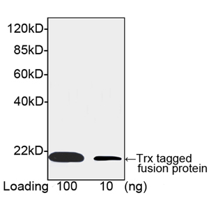 Mouse Anti Trx-tag (monoclonal) Western blot Mouse Anti Trx-tag (monoclonal) Western blot