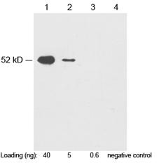 Rabbit Anti c-Myc-tag (polyclonal) Western blot Rabbit Anti c-Myc-tag (polyclonal) Western blot