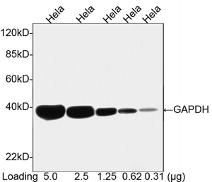 Goat Anti GAPDH (polyclonal) Western blot