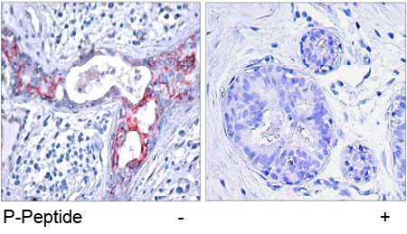 Rabbit Anti GSK3β (Phospho-Ser9) (polyclonal) Immunohistochemical analysis Rabbit Anti GSK3β (Phospho-Ser9) (polyclonal) Immunohistochemical analysis