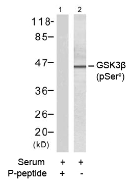 Rabbit Anti GSK3β (Phospho-Ser9) (polyclonal) Western blot Rabbit Anti GSK3β (Phospho-Ser9) (polyclonal) Western blot