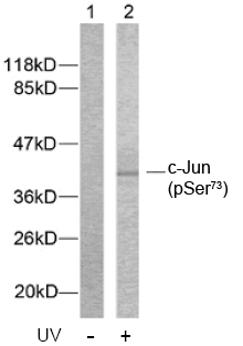 Rabbit Anti c-Jun (Phospho-Ser73) (polyclonal) Western blot Rabbit Anti c-Jun (Phospho-Ser73) (polyclonal) Western blot