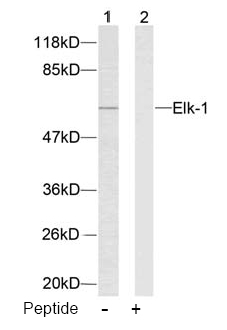 Rabbit Anti-Elk-1 (Ab-383) Polyclonal Antibody WB