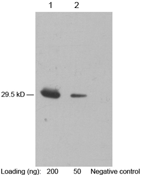 Mouse Anti IP-10 (monoclonal) Western blot Mouse Anti IP-10 (monoclonal) Western blot