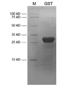 12% SDS-PAGE of Purified GST 12% SDS-PAGE of Purified GST