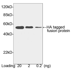 Goat Anti-HA-tag [HRP] Polyclonal Antibody Western Blot