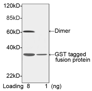 Rabbit Anti GST-tag [Biotin] (polyclonal) Western Blot