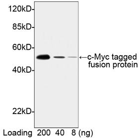 Rabbit Anti c-Myc-tag [HRP] (polyclonal) Western Blot