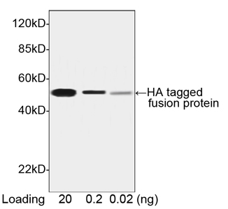 Goat Anti HA-tag [Biotin] (polyclonal)Western Blot