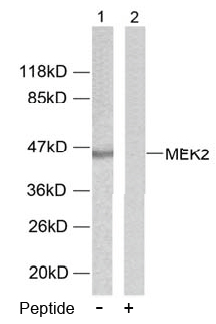 Rabbit Anti MEK-2(Ab-394) (polyclonal)Western blot analysis