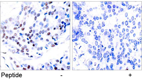 Rabbit Anti c-Jun (Ab-239) (polyclonal) Immunohistochemical analysis