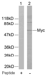 Rabbit Anti Myc (Ab-58) (polyclonal)Western blot analysis