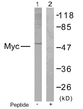 Rabbit Anti-Myc (Ab-373) Polyclonal Antibody WB