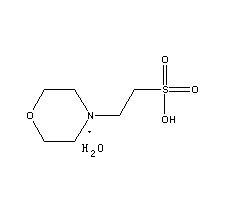 MES Monohydrate Ultra Structure