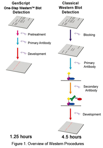 Overview of One-Step Adcanced Western<sup>TM</sup> Procedure