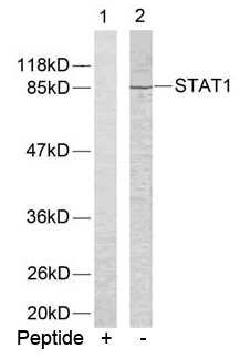 Rabbit Anti STAT1 (Ab-701) (polyclonal)Western blot analysis