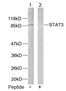 Rabbit Anti-STAT3 (Ab-727) Polyclonal Antibody WB Rabbit Anti-STAT3 (Ab-727) Polyclonal Antibody WB