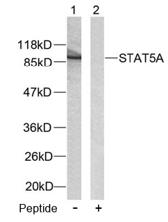 Rabbit Anti-STAT5A (Ab-780) Polyclonal Antibody Western blot analysis