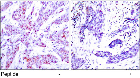 Rabbit Anti ATF4 (Ab-245) (polyclonal)Immunohistochemical analysis Rabbit Anti ATF4 (Ab-245) (polyclonal) Immunohistochemical analysis