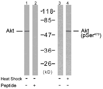 Rabbit Anti Akt (Ab-473) (polyclonal)Western blot analysis