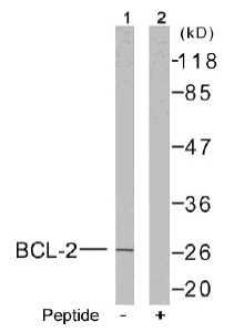 Rabbit Anti BCL-2 (Ab-56) (polyclonal)Western blot analysis