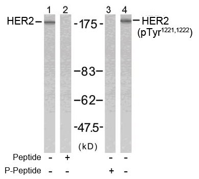 Rabbit Anti-HER2 (Ab-1221,1222) Polyclonal Antibody WB