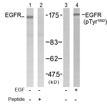 Rabbit Anti EGFR (Ab-1092) (polyclonal)Western blot analysis